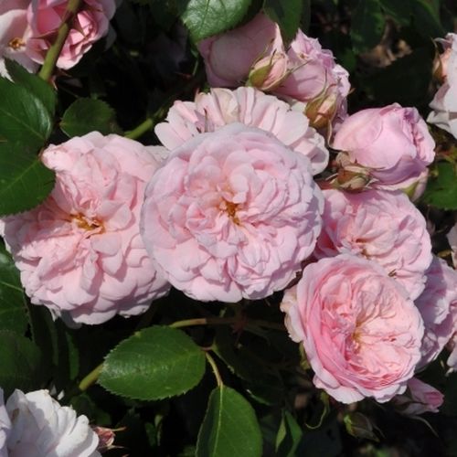 Světle růžová - Stromková růže s drobnými květy - stromková růže s kompaktním tvarem koruny